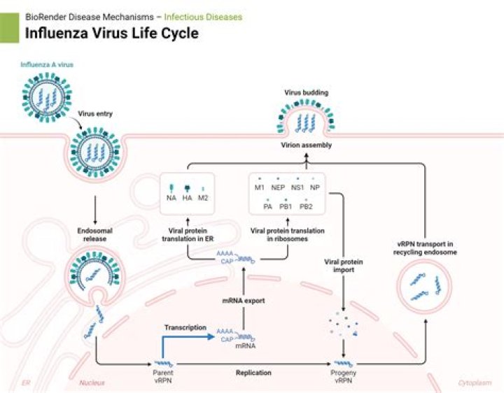 What is the link between a virus infection and cancer