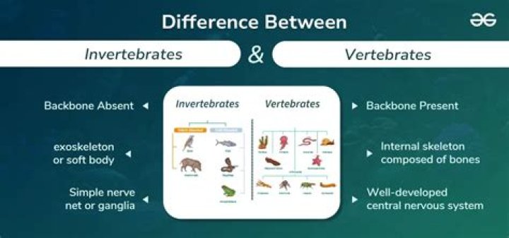 What is the main difference between vertebrates and invertebrates