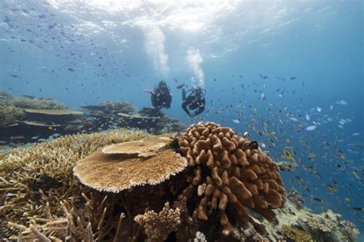 What is the main issues with coral reefs in the Great Barrier Reef of Australia