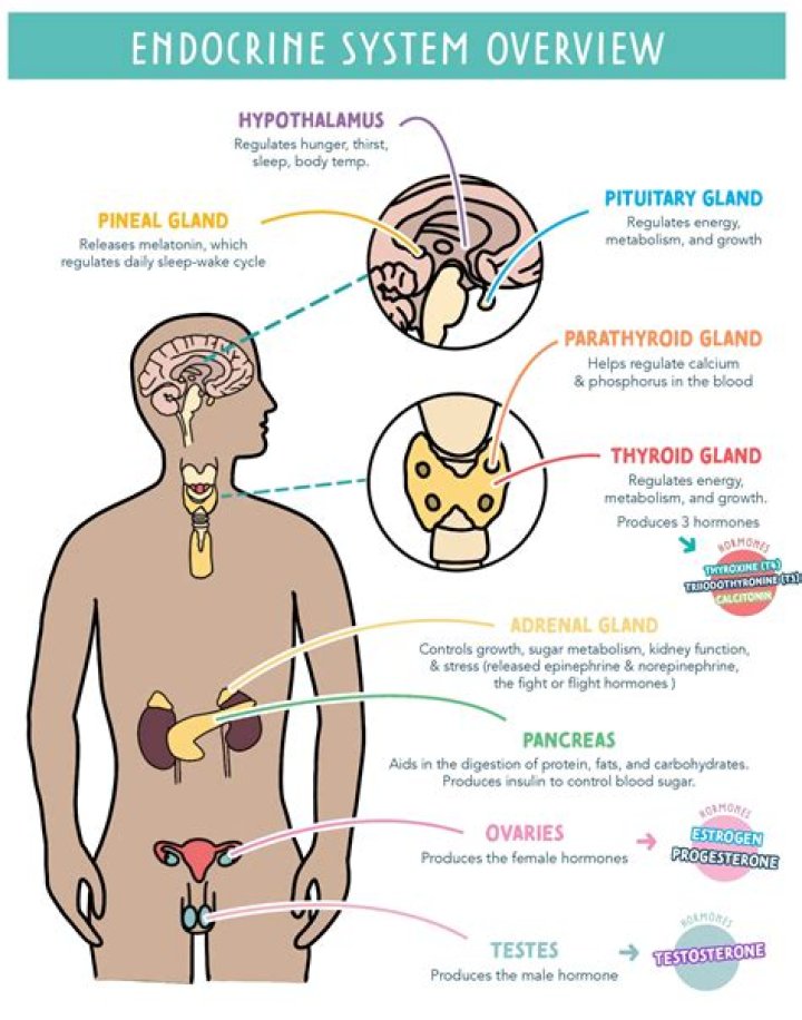 What is the main purpose of the endocrine system