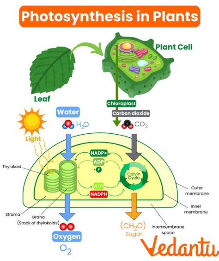 What is the main source of photosynthesis