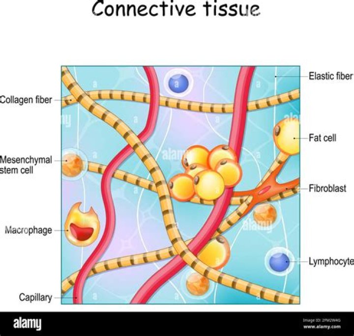 What is the makeup of the matrix in connective tissues