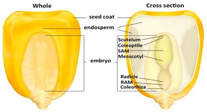 What is the meaning of corn kernel