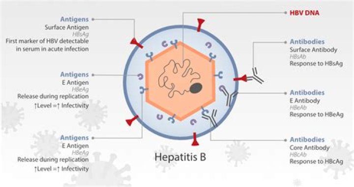 What is the meaning of HBeAb positive
