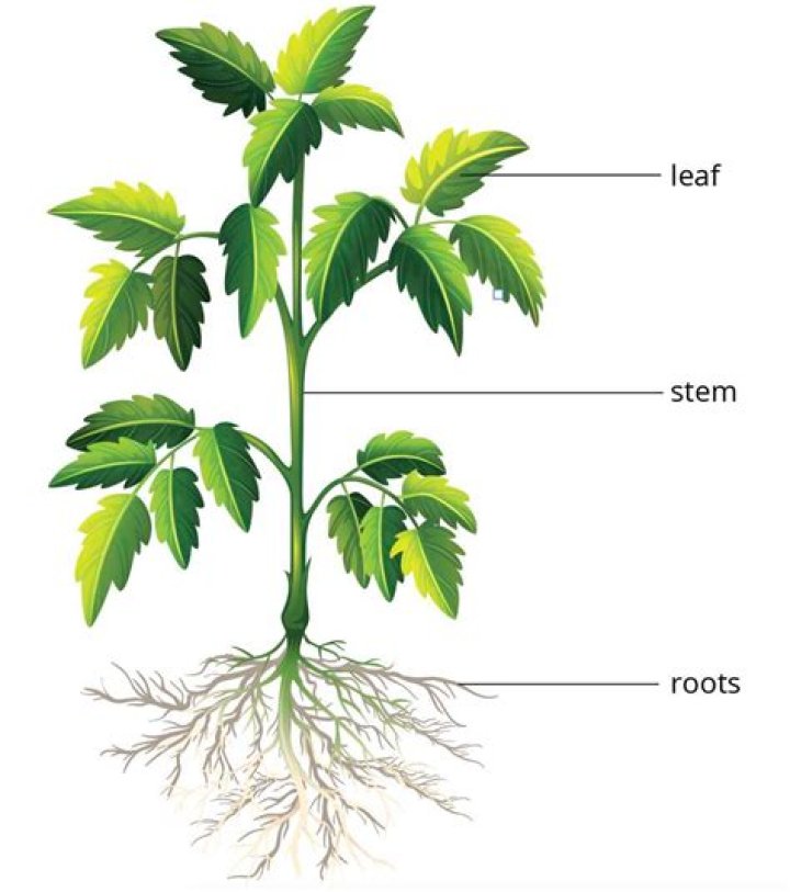 What is the meaning of stem of a plant