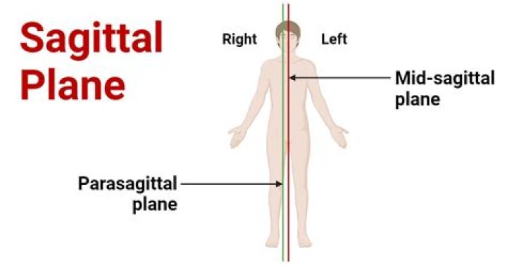 What is the median sagittal plane