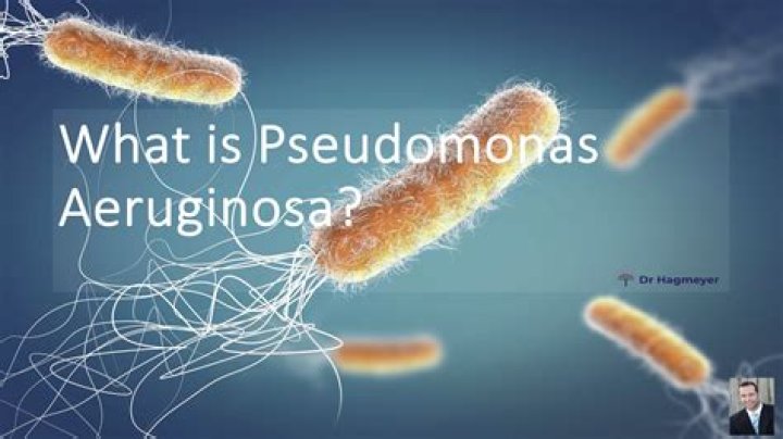 What is the medical significance of Pseudomonas aeruginosa