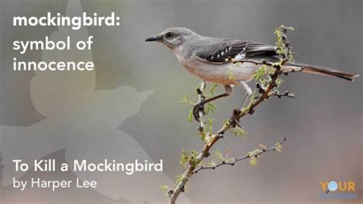 What is the mockingbird known for