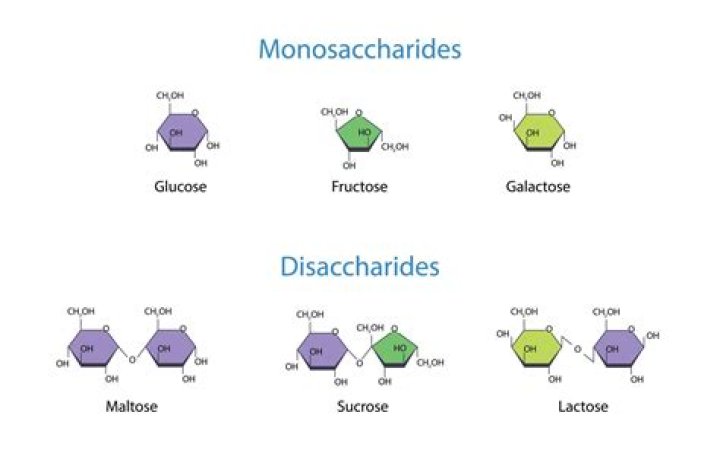 What is the monosaccharide composition of sucrose