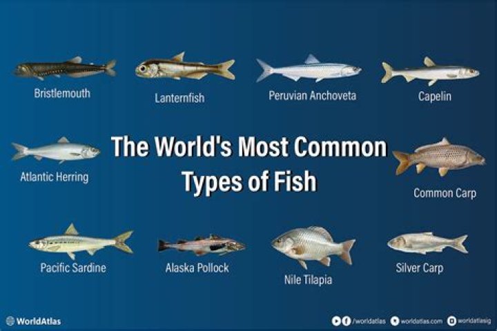 What is the most common fish found at hydrothermal vents