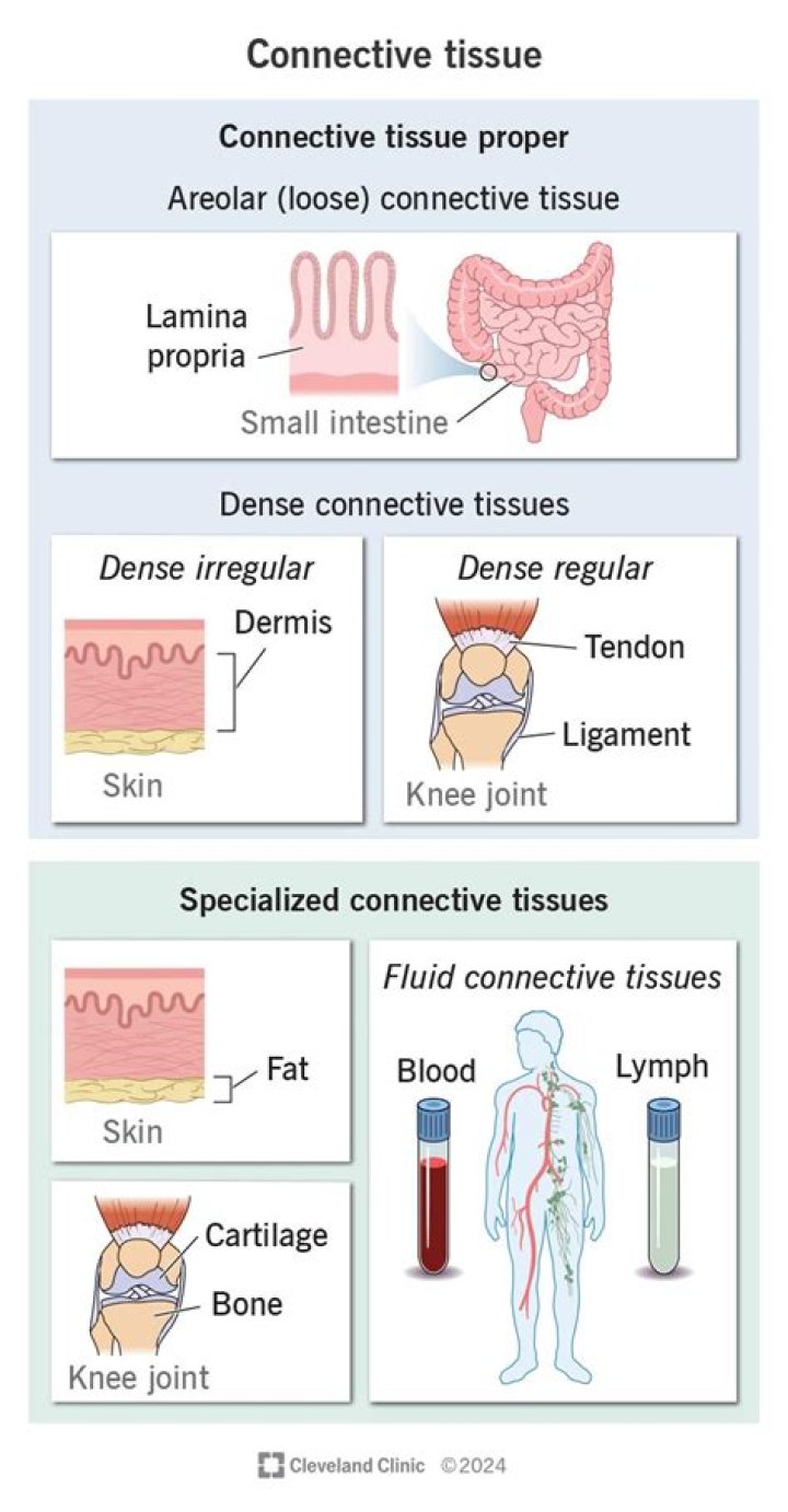 What is the most common loose connective tissue