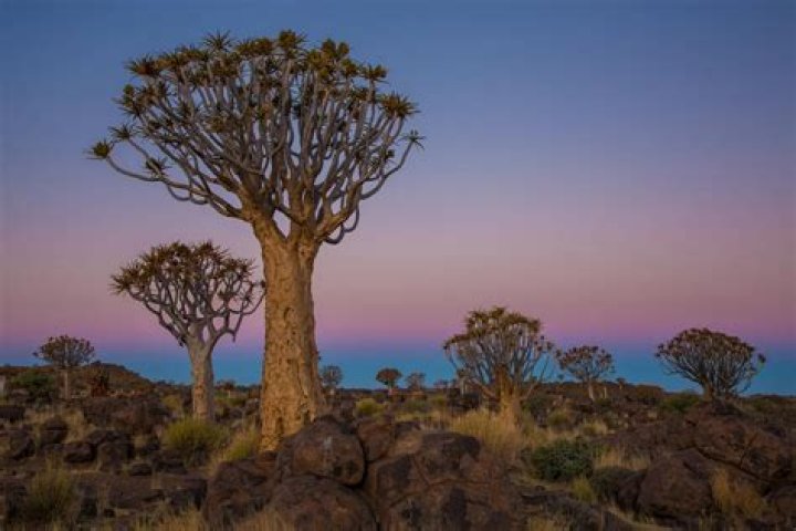 What is the most common tree in Rome
