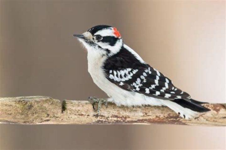 What is the most common woodpecker in Massachusetts