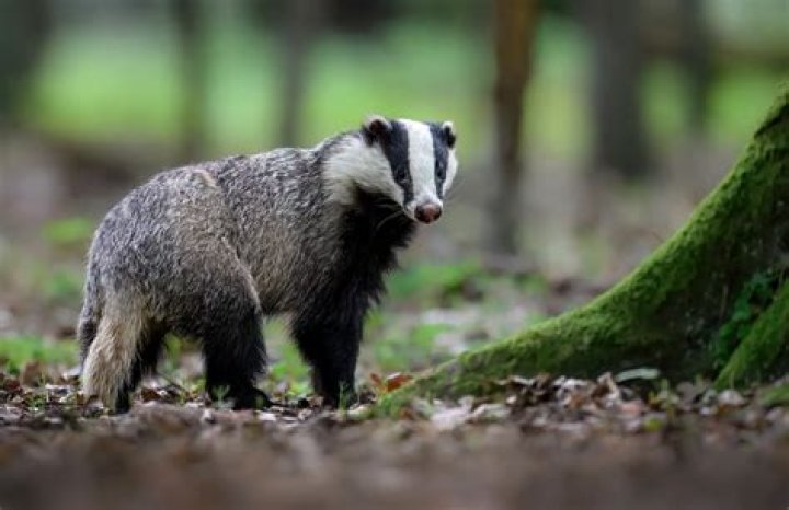 What is the most dangerous animal in New York