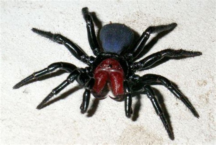 What is the most dangerous spider in Florida