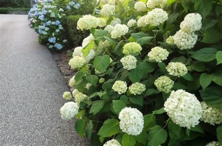 What is the most hardy hydrangea