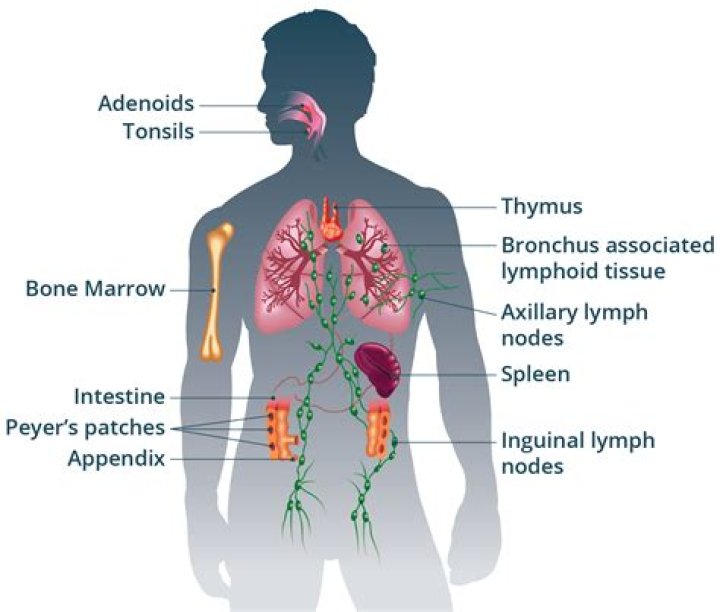 What is the most important organ in the immune system