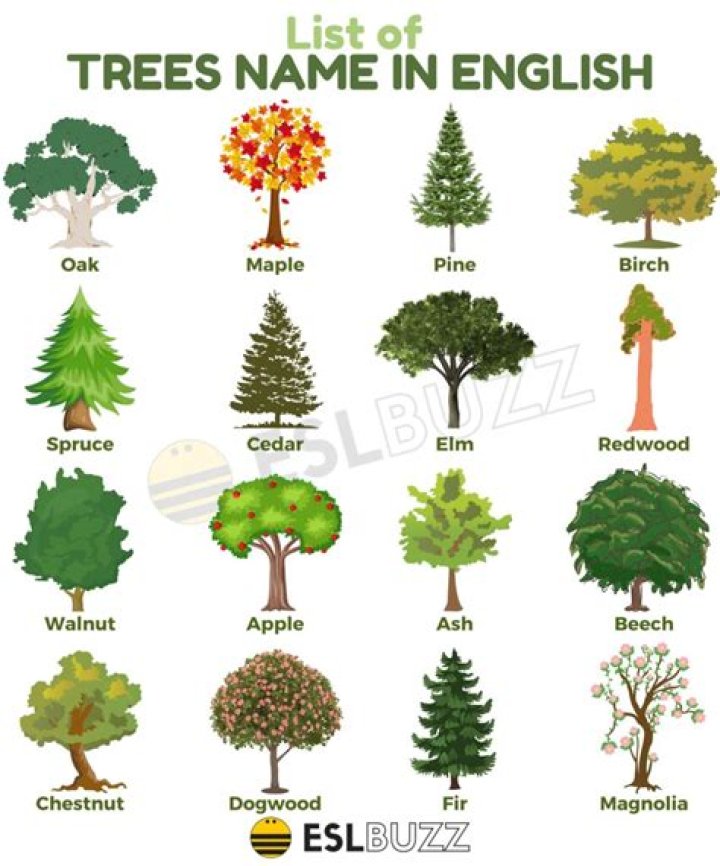 What is the name of crying tree