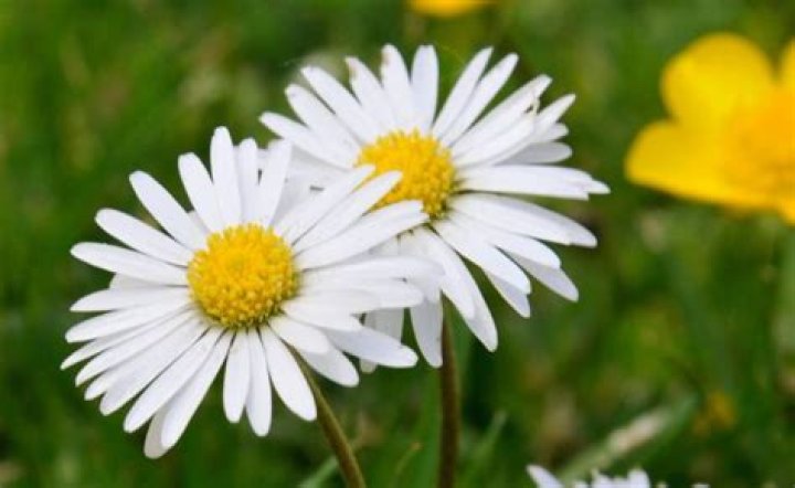 What is the name of the white flower with yellow center