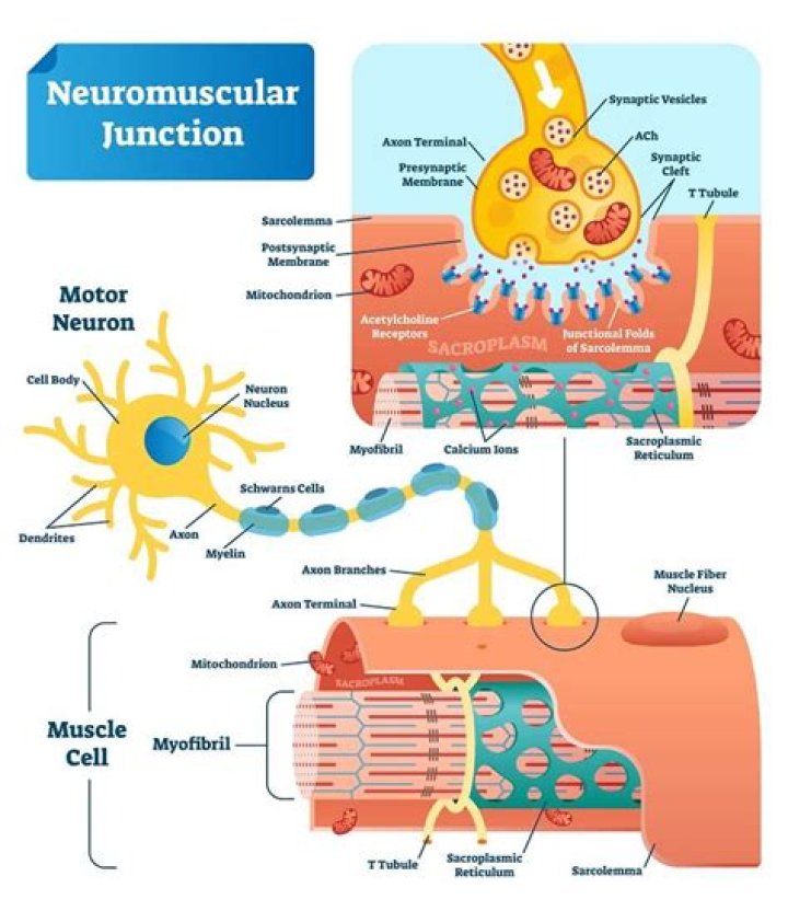 What is the neuromuscular junction