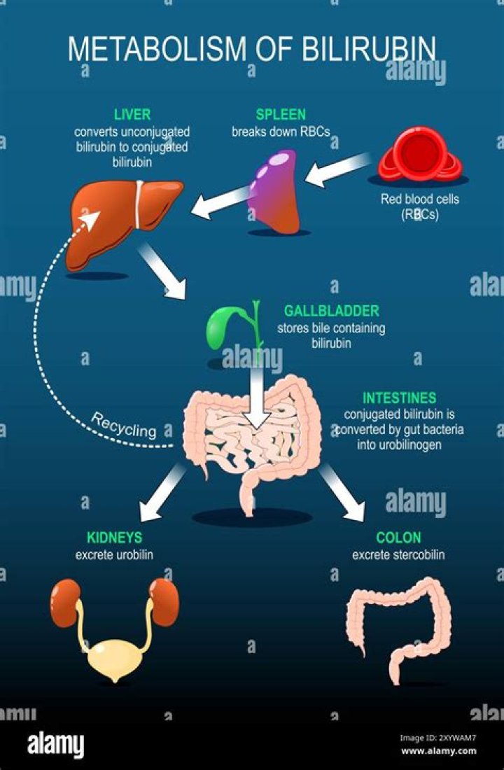 What is the normal fate of bilirubin