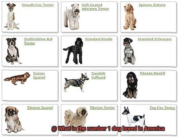 What is the number 1 dog breed in America