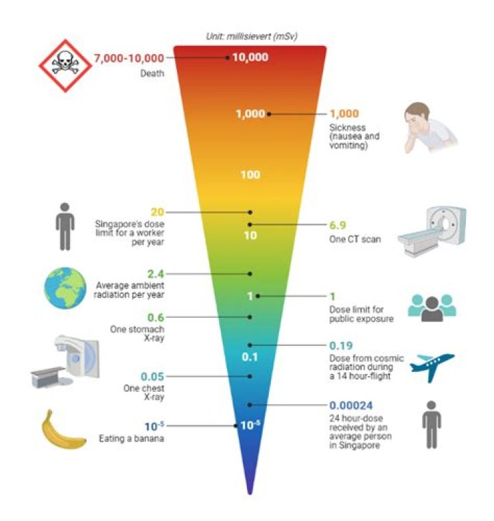 What is the occupational radiation exposure limit per year for an individual