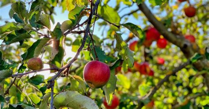 What is the official fruit of Washington DC