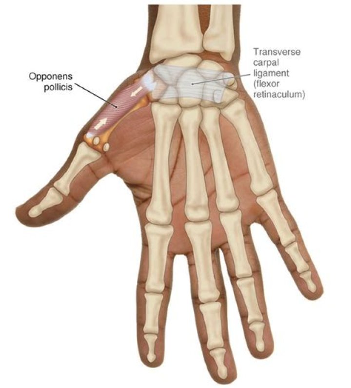 What is the Opponens Pollicis