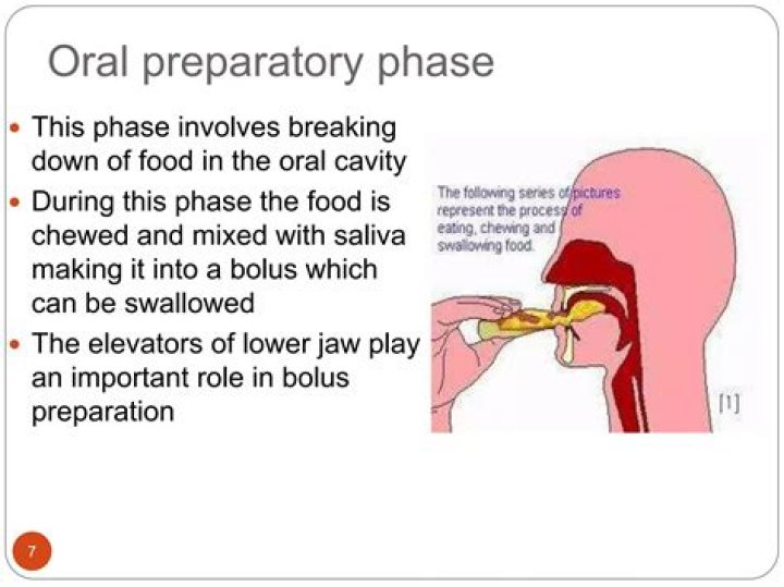 What is the oral preparatory phase