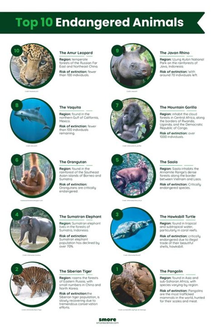 What is the penalty for killing an endangered animal