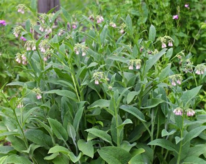 What is the plant comfrey used for