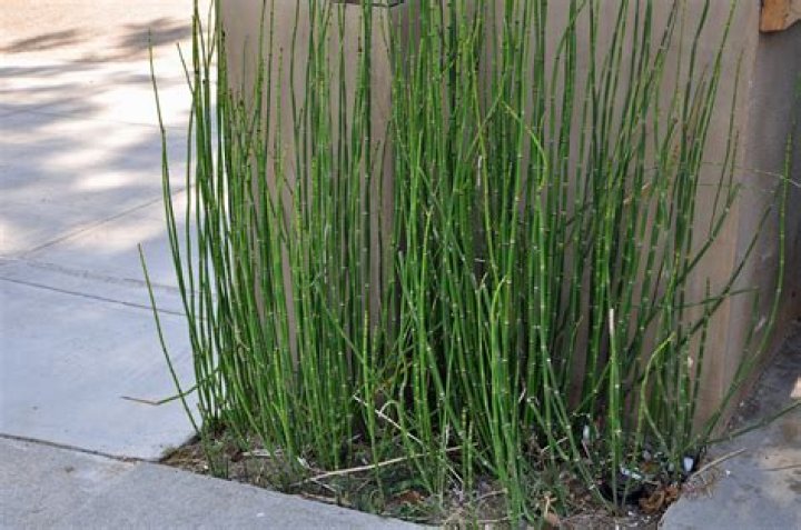 What is the plant horsetail good for