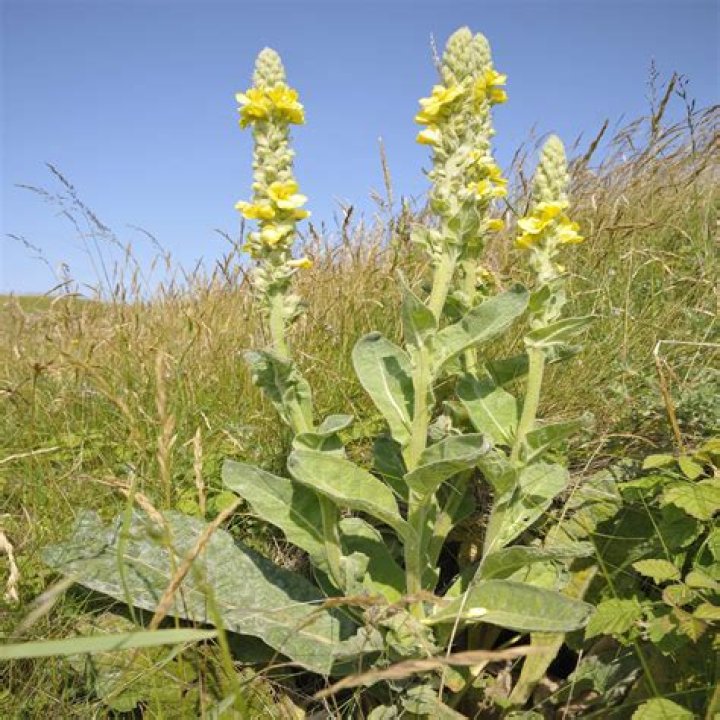 What is the plant mullein used for