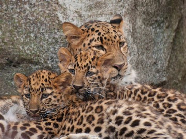 What is the population of Amur leopards