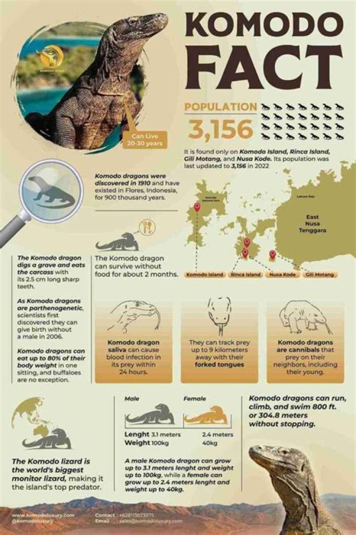 What is the population of Komodo dragons
