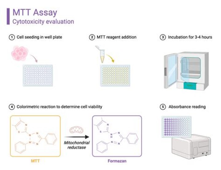What is the principle of the MTT assay for cell viability measurement