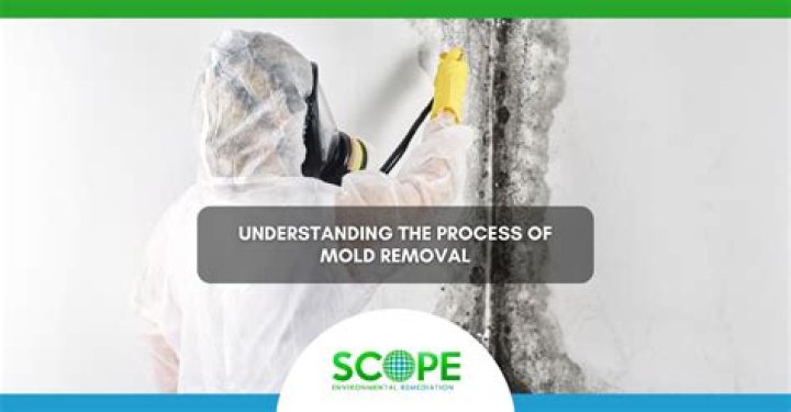 What is the process of mold removal