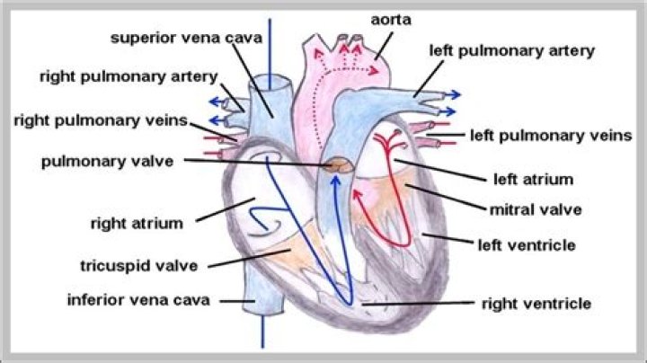 What is the pulmonary trunk