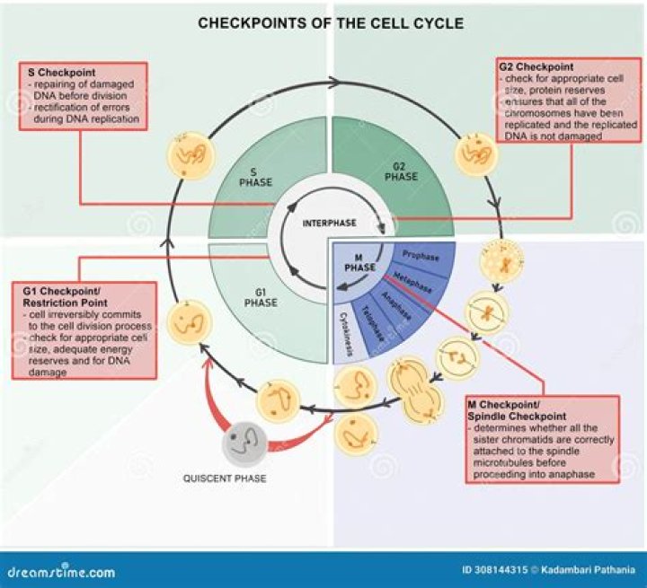 What is the purpose of a checkpoint in the cell cycle