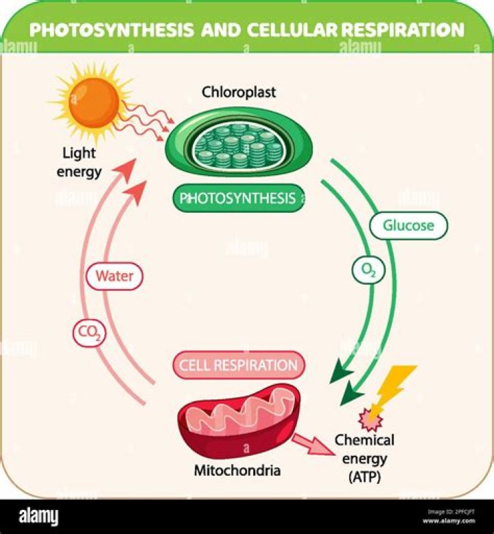 What is the purpose of KOH in the cell respiration lab