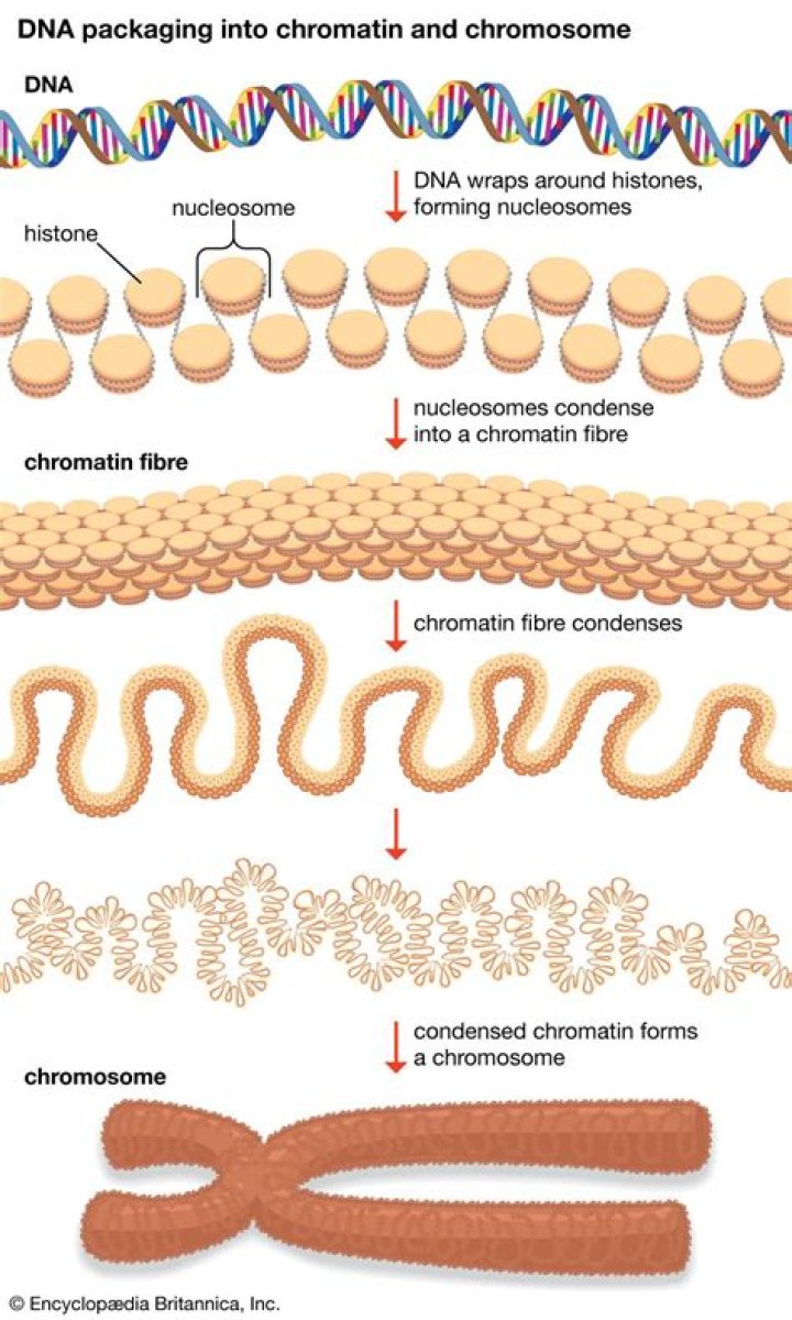 What is the purpose of packaging DNA into chromosomes