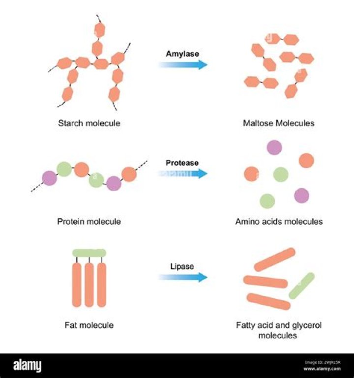 What is the purpose of protease