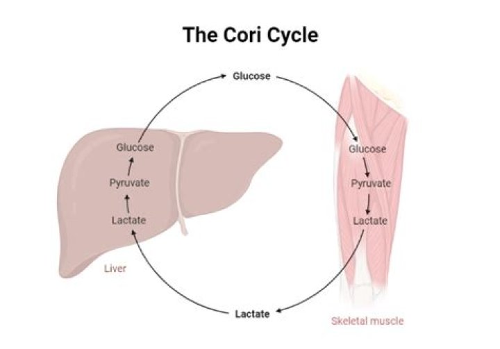 What is the purpose of the Cori cycle