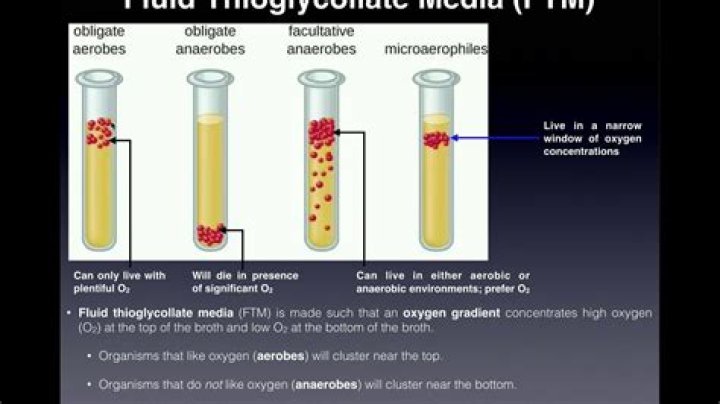 What is the purpose of using thioglycollate media