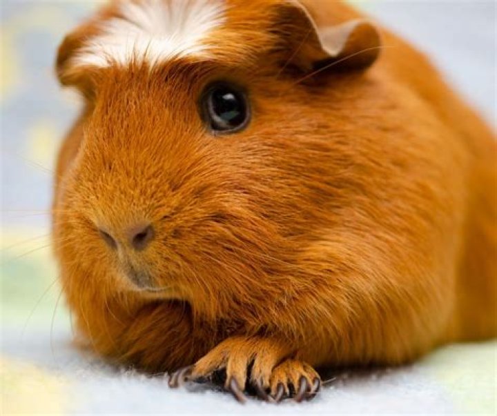 What is the rarest guinea pig color