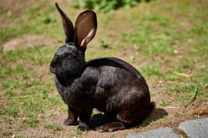 What is the rarest rabbit color