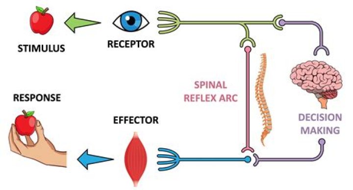 What is the receptor site theory