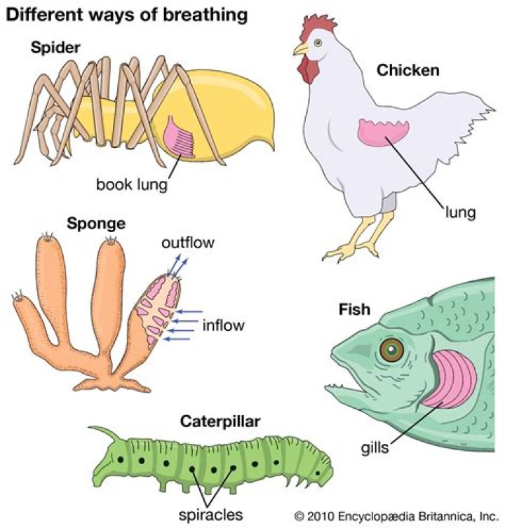 What is the respiratory organ of Tiger
