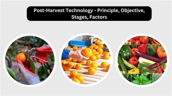 What is the role of a post harvest technologist
